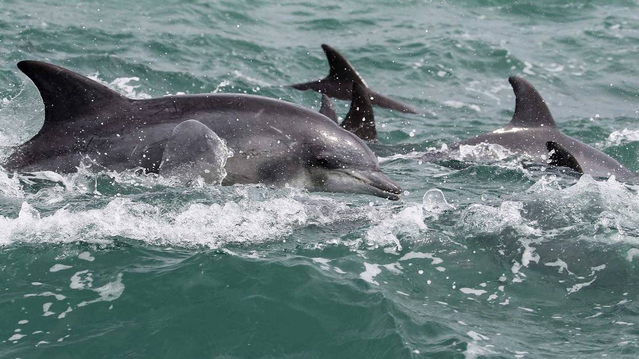 Bottlenose dolphins