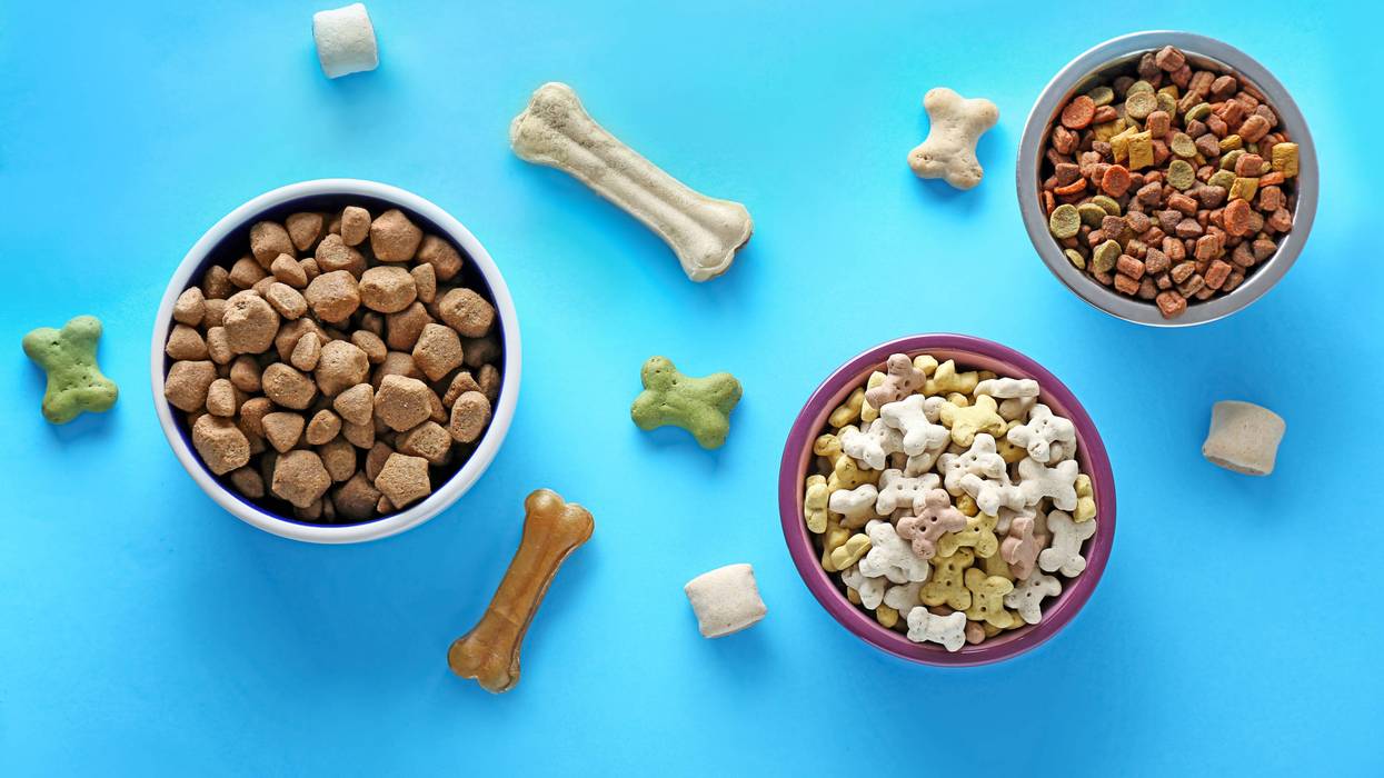Bowls with pet food on color background
