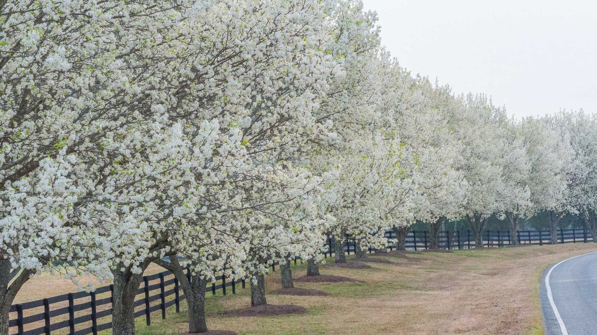 Bradford Pear Trees line a horse farm fence in the Carolinas