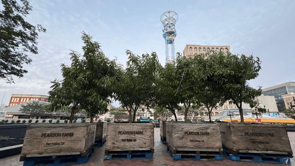 Atlanta’s Peachtree Street Gets a New Rooted Legacy With Peach Trees on Peachtree Initiative