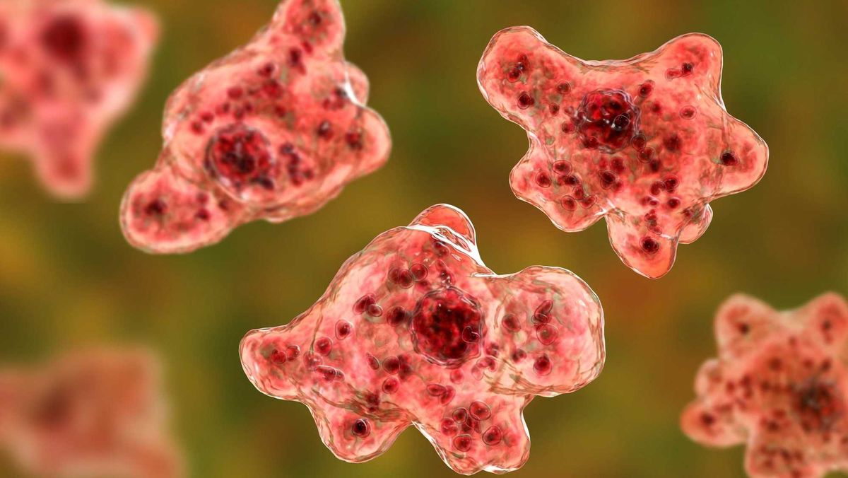 Brain-eating amoeba infection, naegleriasis. Trophozoite, infectious form of the parasite Naegleria fowleri, 3D illustration