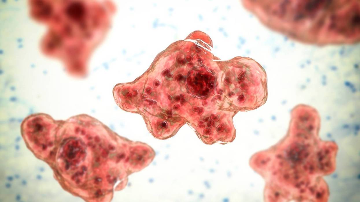Brain-eating amoeba