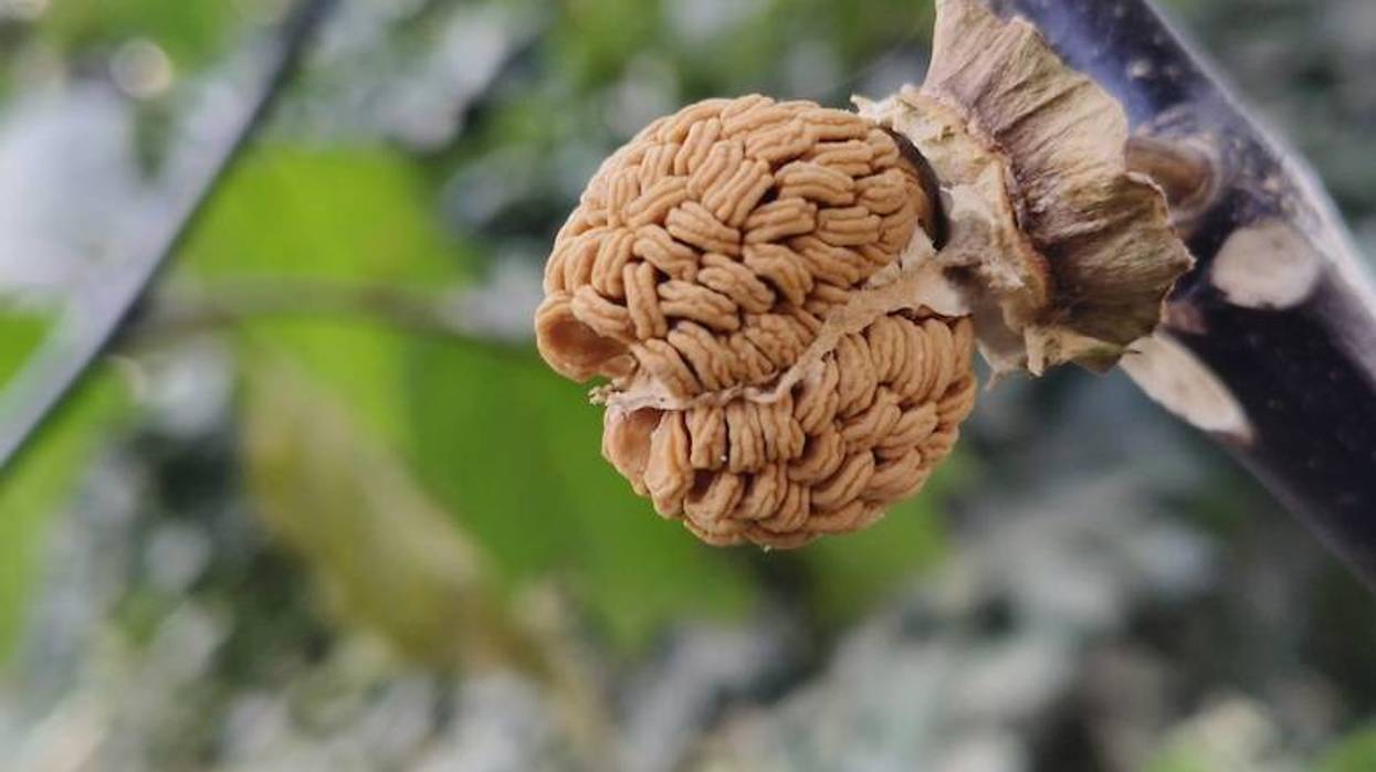 Brain Fruit tree seed growing on a branch