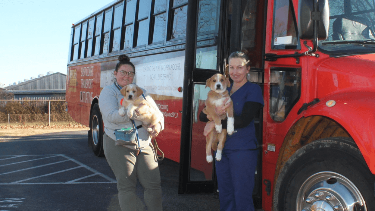 Brandywine Valley SPCA takes in dozens of shelter dogs, cats from tornado-ravaged Kentucky