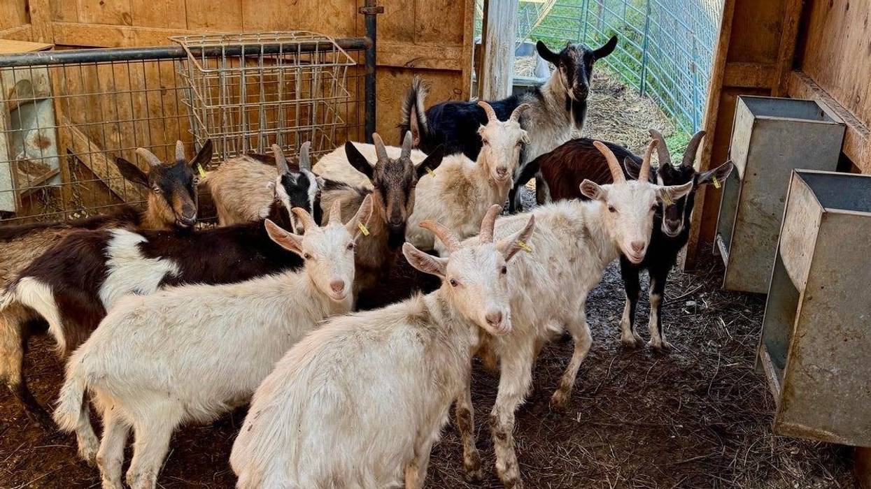 Brant animal cruelty case