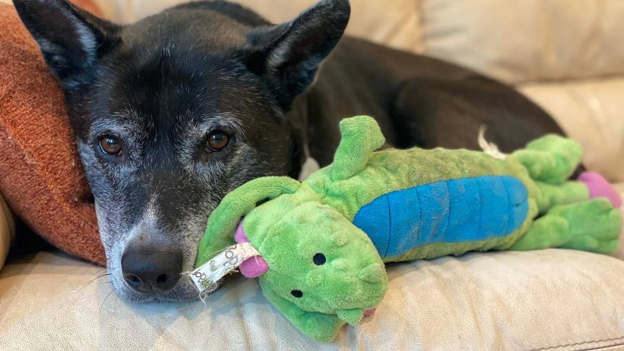 Bridgette is a 6-year-old Shepherd mix. She weighs 68.4 pounds.