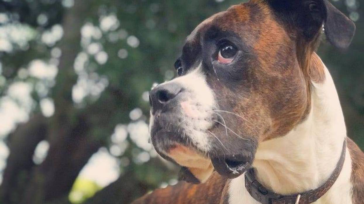 Brindle Boxer, Dog, Face, Jowls
