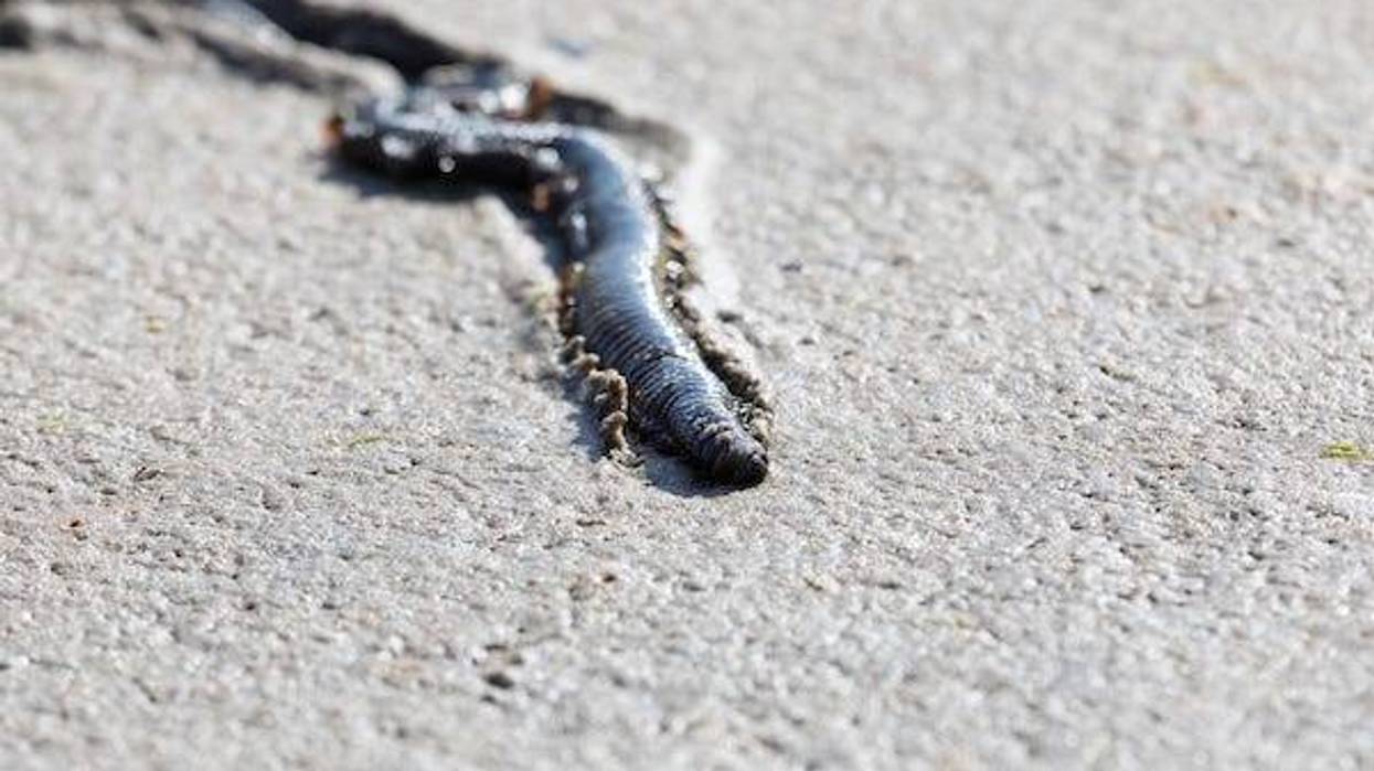 Bristle worm laying on the sand