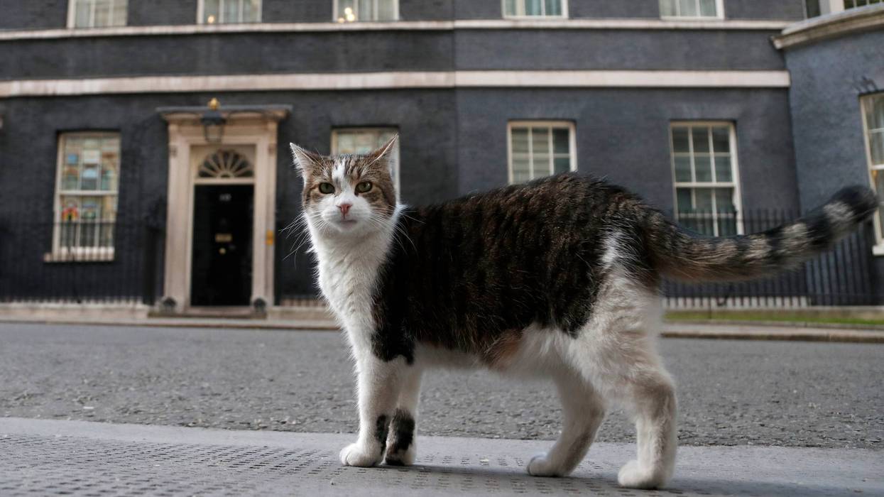 Britain Larry The Cat