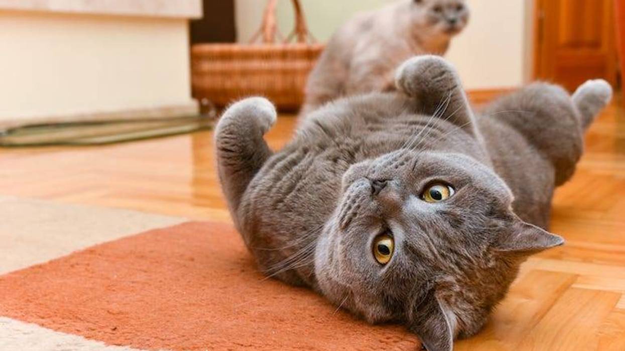British Shorthair, Cats, Indoors, Playing, Cute