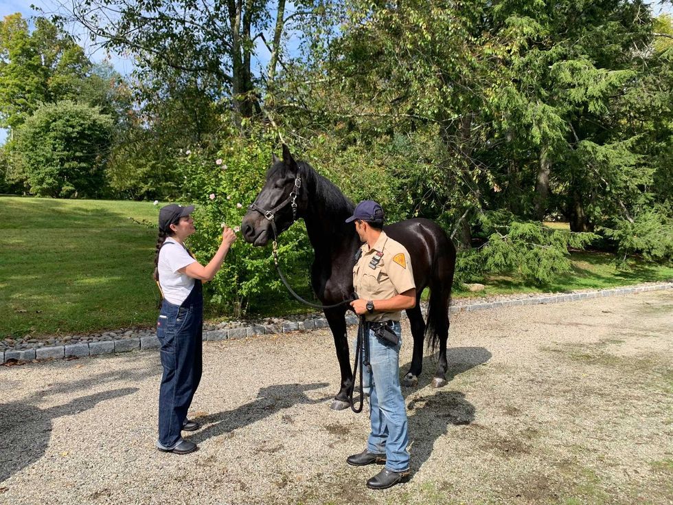 Broadway, a veteran horse on the NYPD