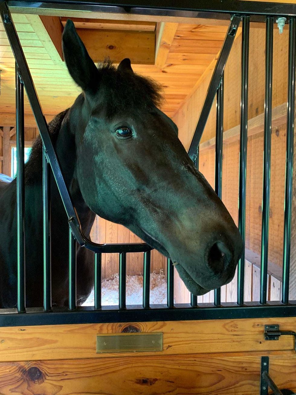 Broadway, a veteran horse on the NYPD