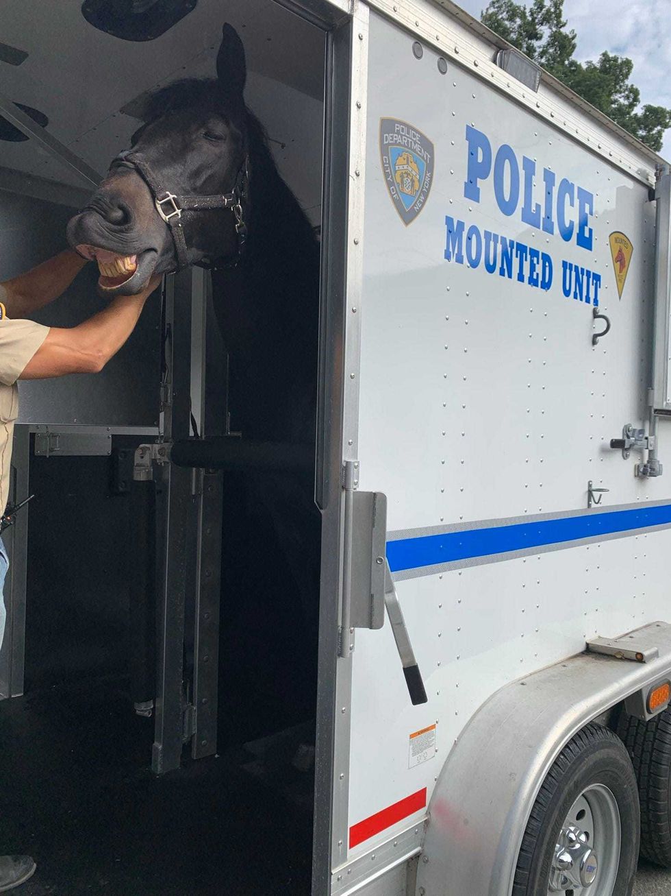 Broadway, a veteran horse on the NYPD