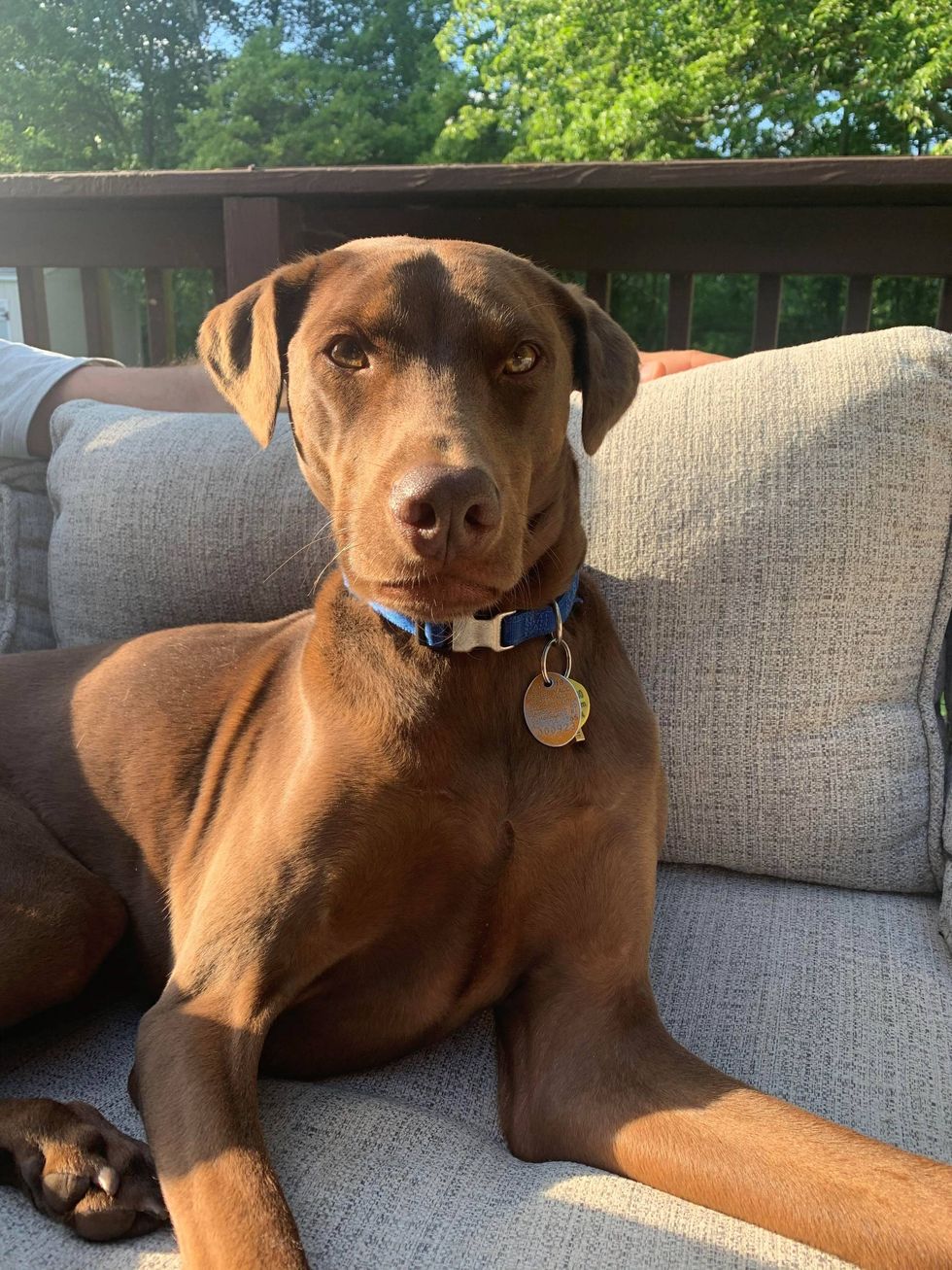 Brody