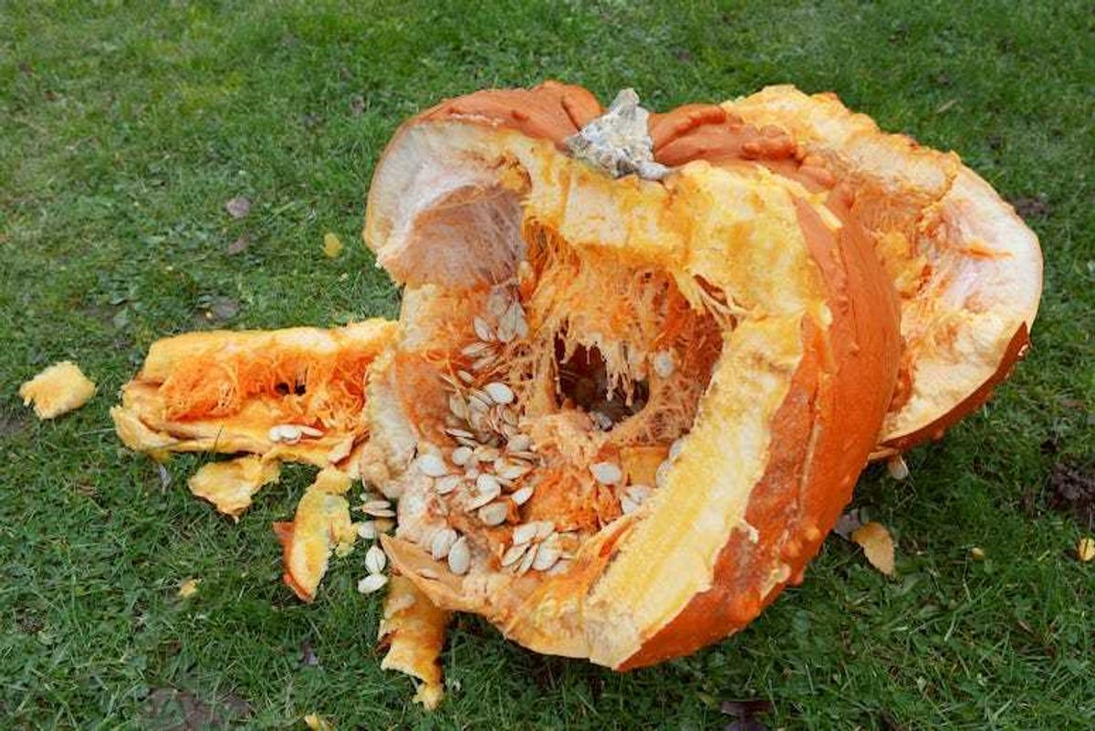 Broken Pumpkin, Innards, Pumpkin, Grass