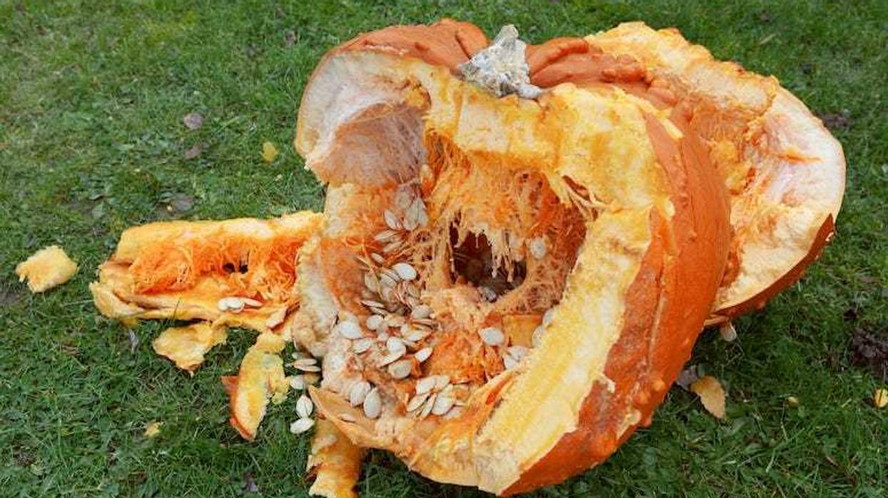 Broken Pumpkin, Innards, Pumpkin, Grass