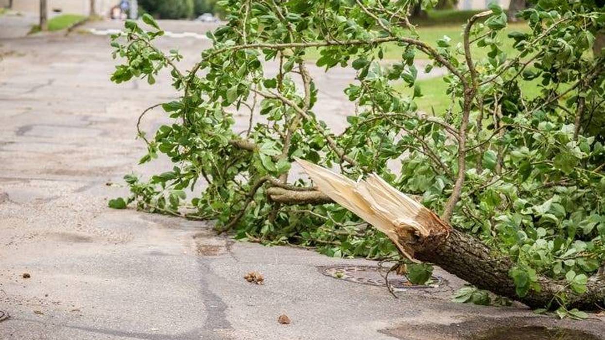 Broken Tree Limb