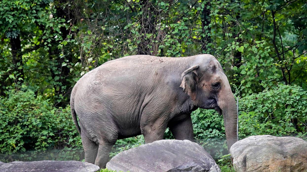Bronx Zoo Elephant Lawsuit