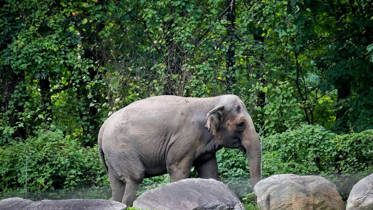 Bronx Zoo Elephant
