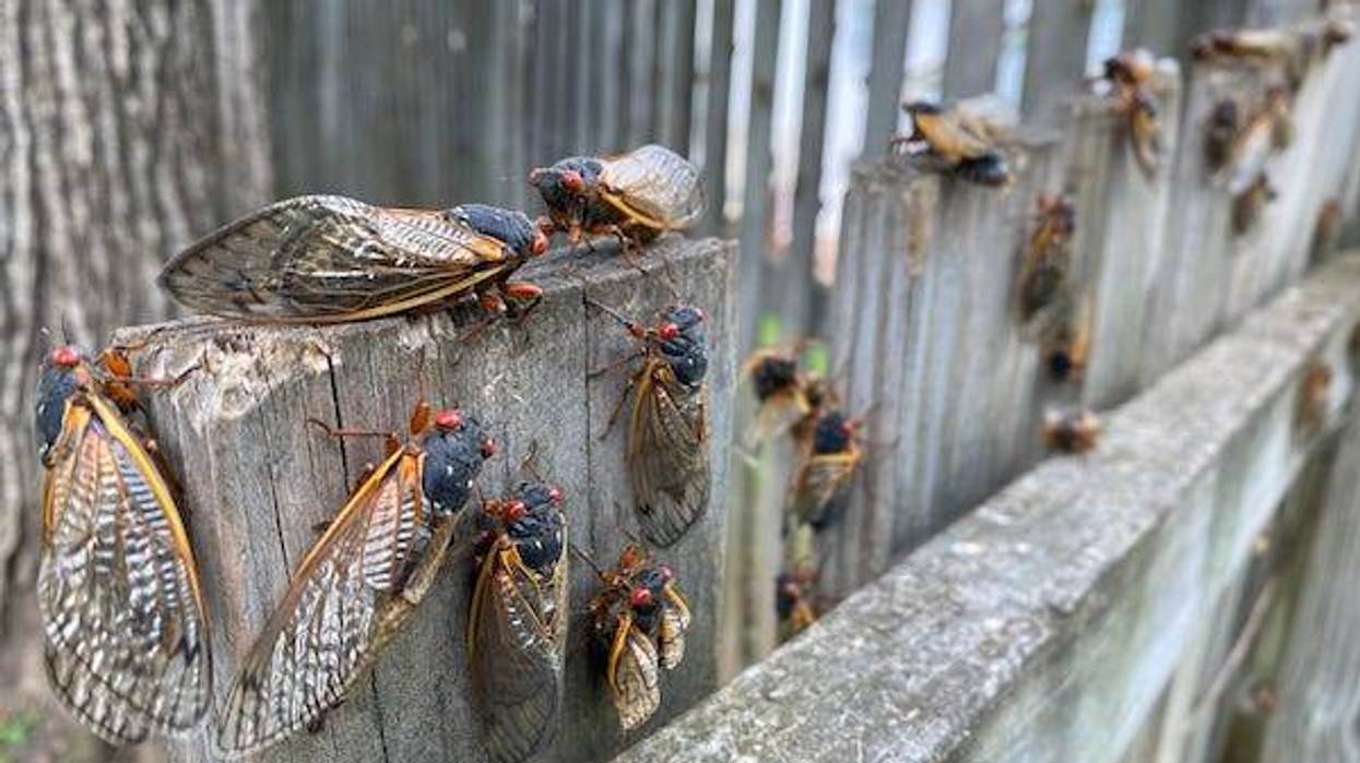 Brood X Cicadas on a fence