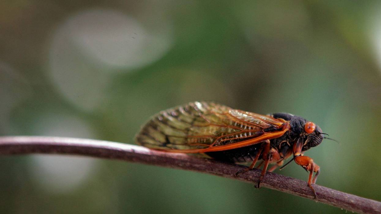Brood X Cicadas to invade Metro Detroit in for first time in 17 years