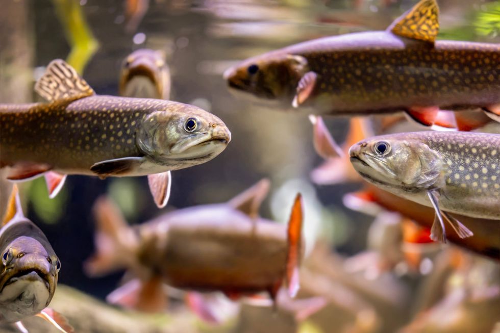 Brook trout, shown here in the Shedd