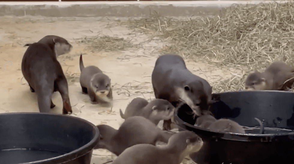 Brookfield Zoo announced Friday the birth of six Asian small-clawed otter pups on Nov. 18.
