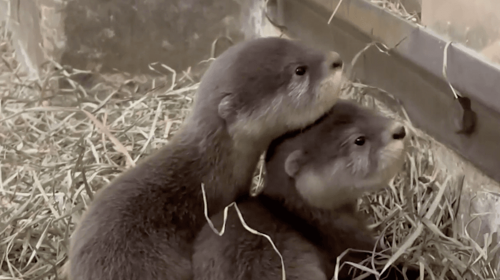 Brookfield Zoo announced Friday the birth of six Asian small-clawed otter pups on Nov. 18.