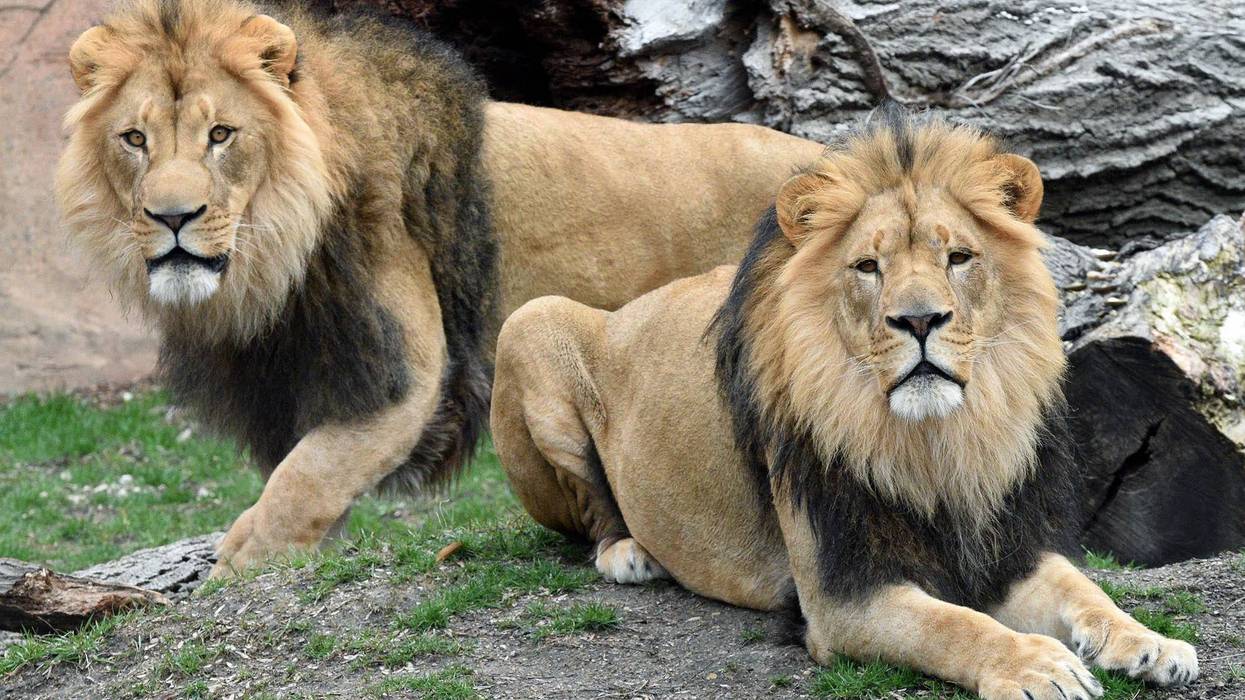 Brookfield Zoo New Lions
