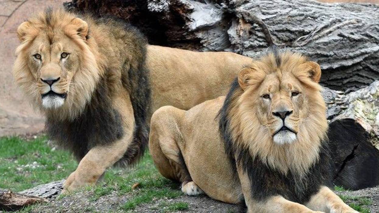 Brookfield Zoo New Lions
