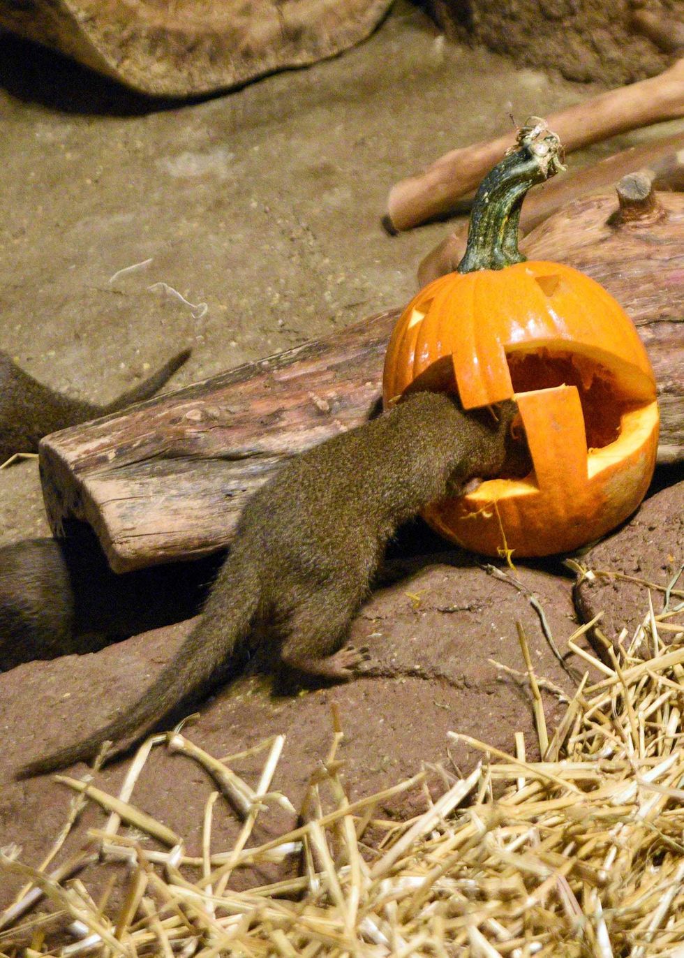 Brookfield Zoo\u2019s mongooses were treated to a seasonal nutritious treat\u2014carved pumpkins filled with squash, carrots, and meat.
