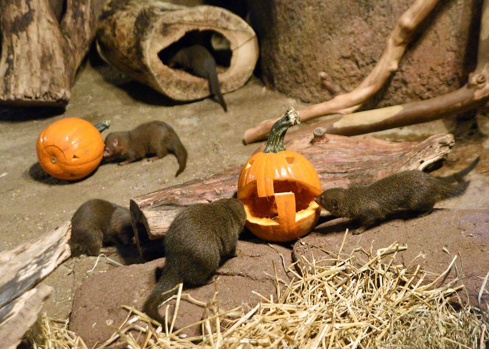 Brookfield Zoo\u2019s mongooses were treated to a seasonal nutritious treat\u2014carved pumpkins filled with squash, carrots, and meat.