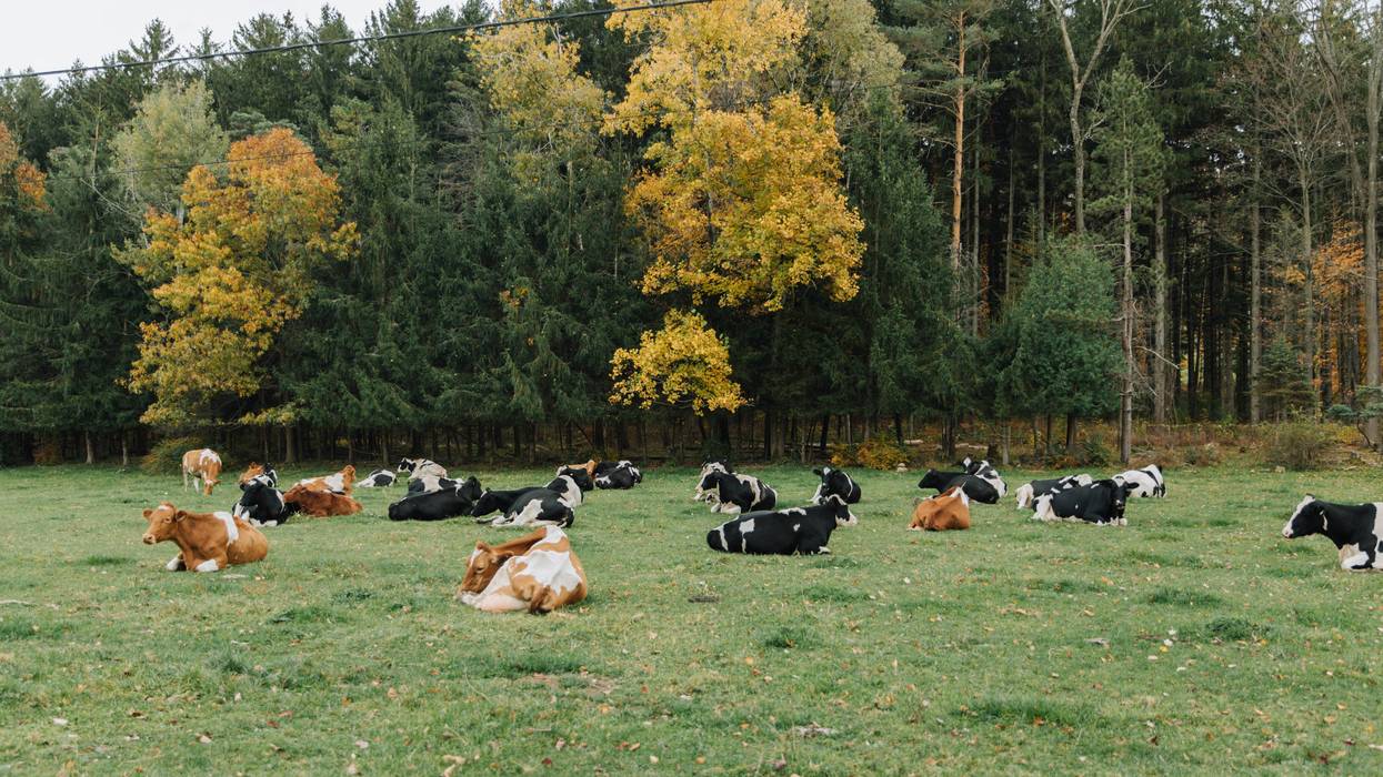 Brown and black cows lying down in a field.