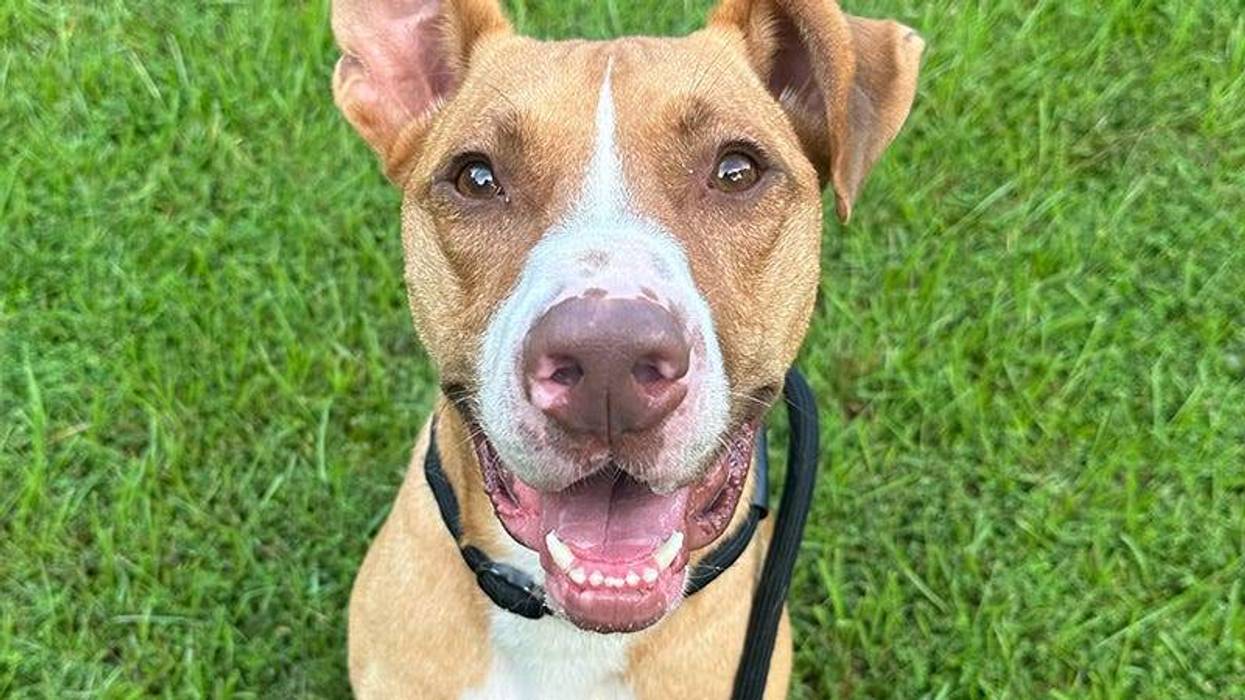 brown and white dog looking at the camera