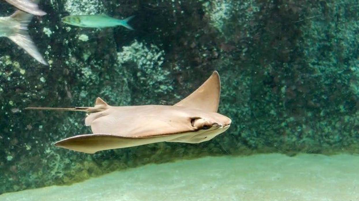 Brown back and wings of swimming Cownose ray (Rhinoptera bonasus). They are often mistaken for being a shark by beach-goers due to the fins sticking out of the water, resembling the fin of a shark.