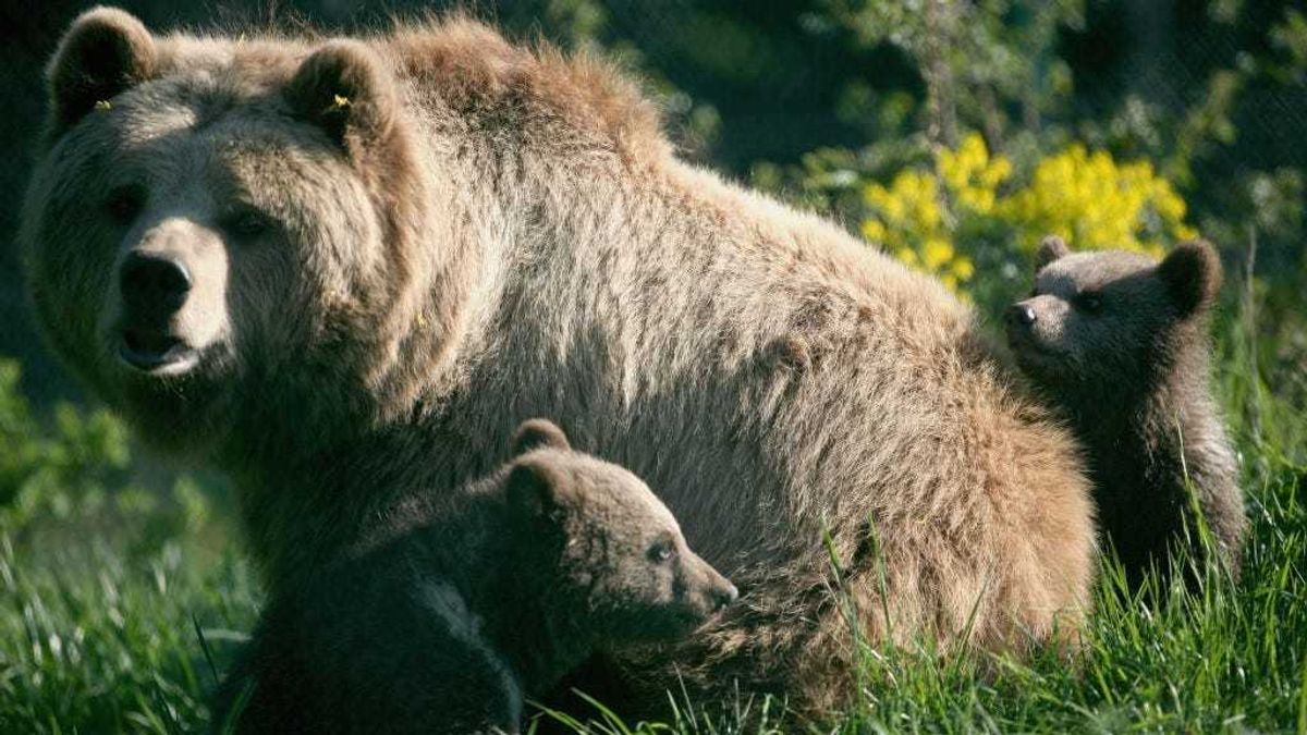 Brown bear cubs play with their mother, Mia, at a wildlife park on April 27, 2007, in Poing, Germany.
