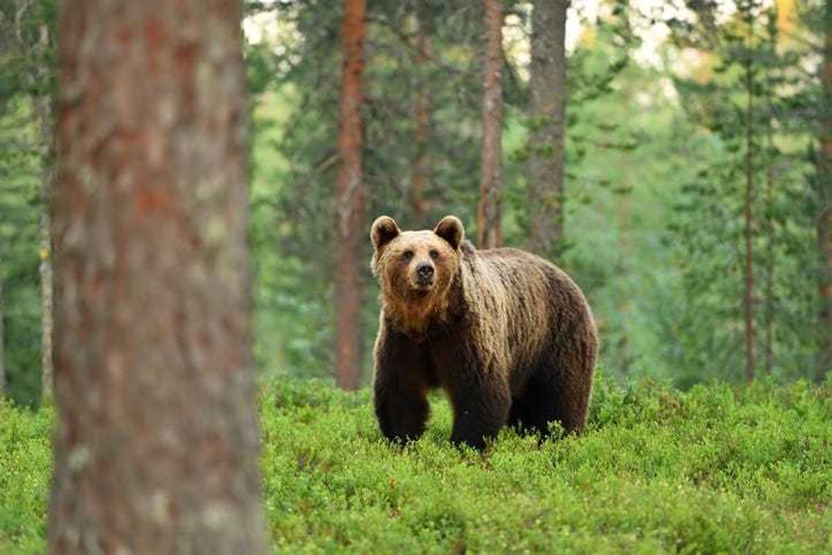 Brown bear in the woods.