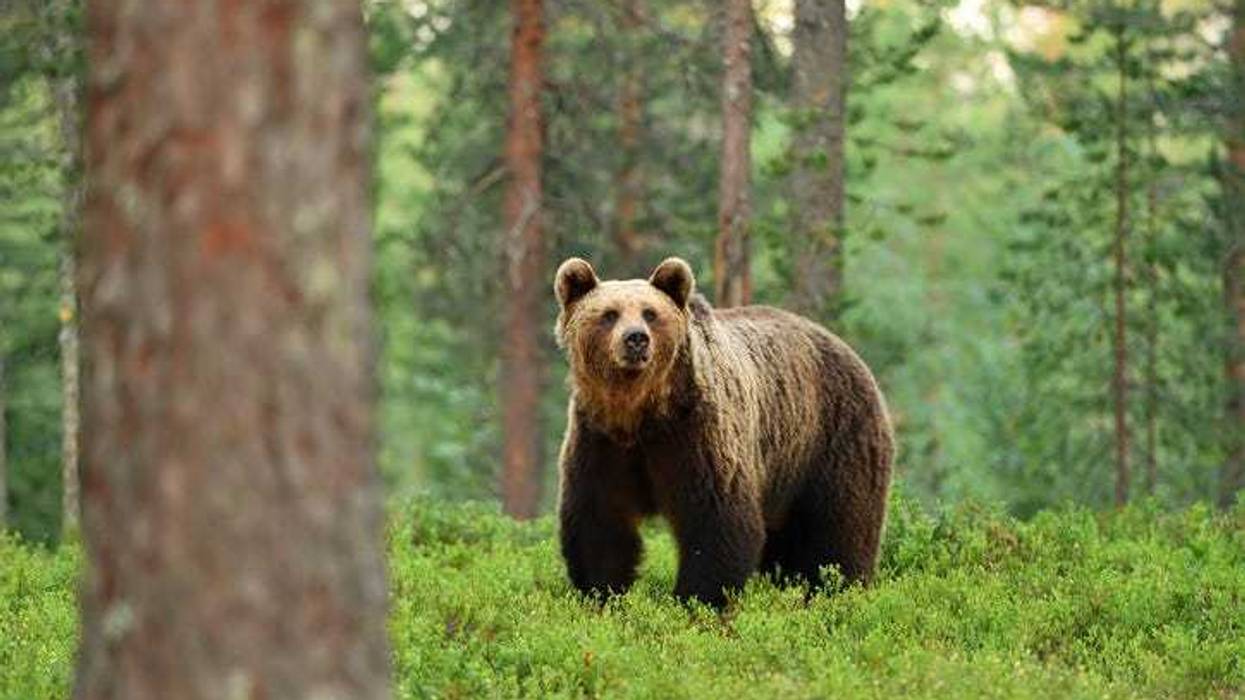 Brown bear in the woods.