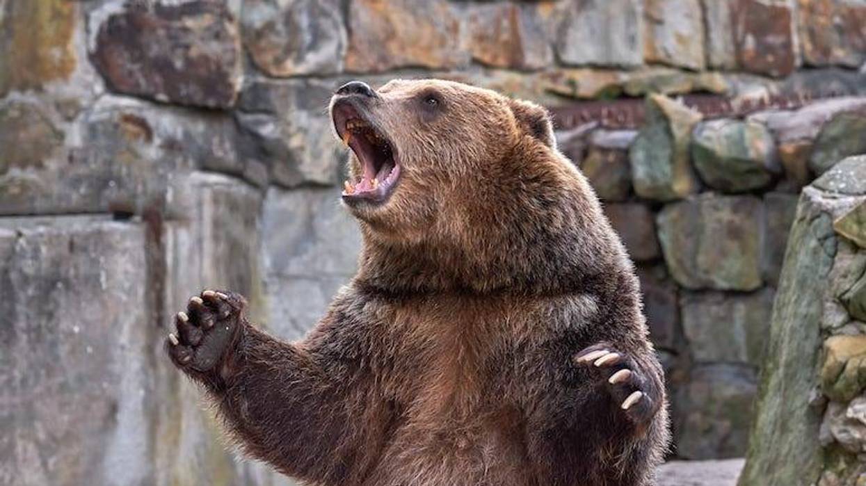 Brown bear roaring