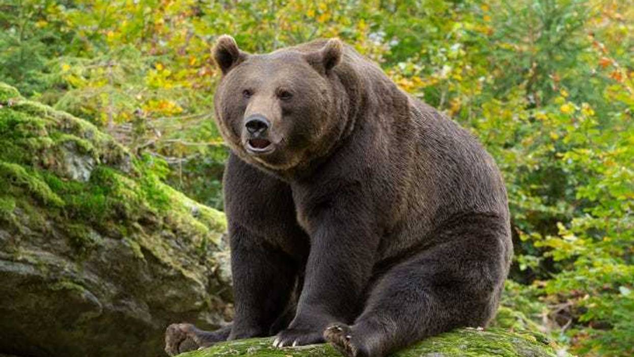 Brown bear.
