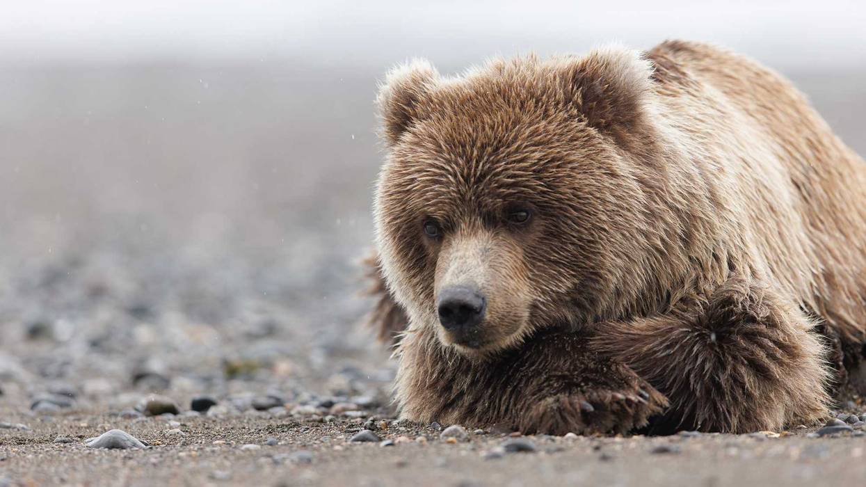 Brown bear.