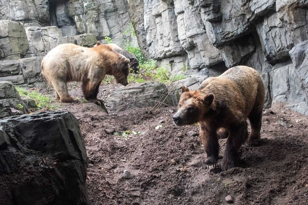 Brown bears