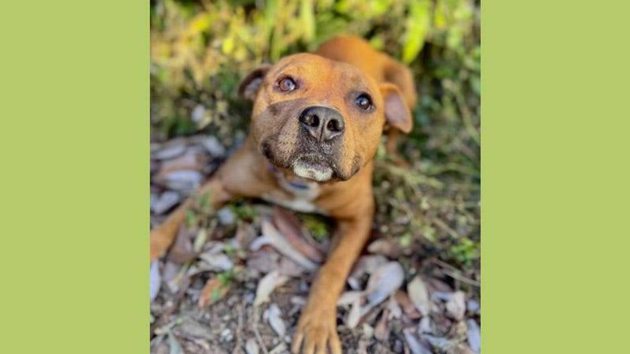 Brown dog laying on leaves