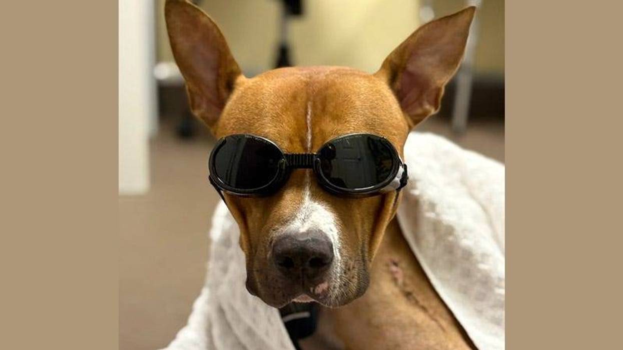 brown dog wearing glasses