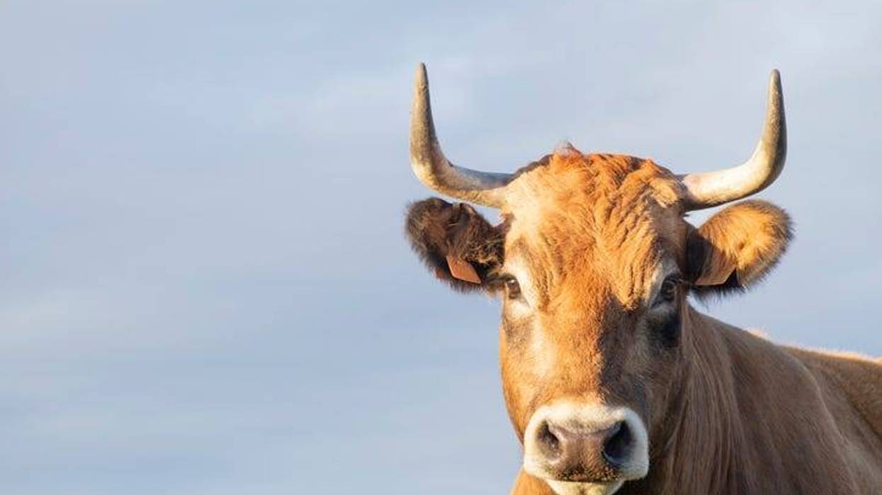 brown horned cow isolated with sky background