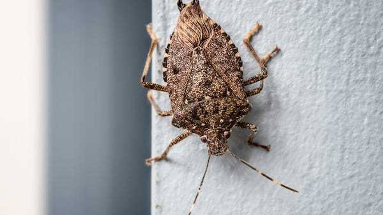 Brown marmorated stink bug