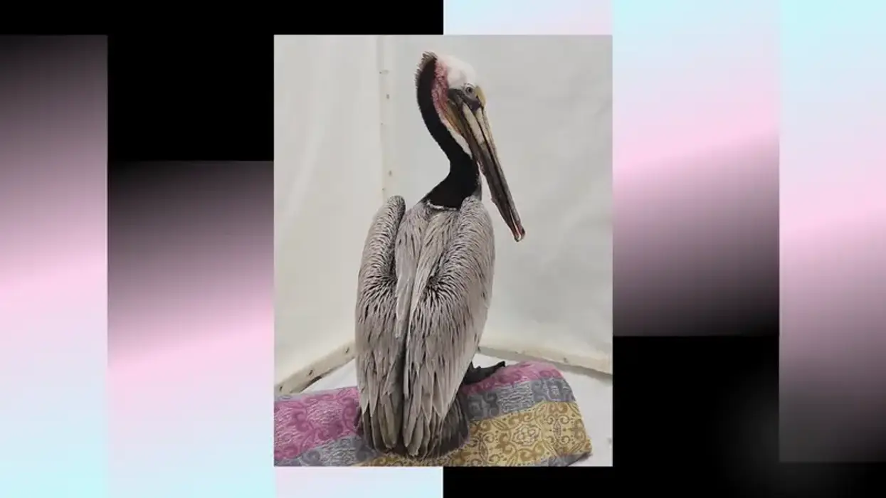 brown pelican