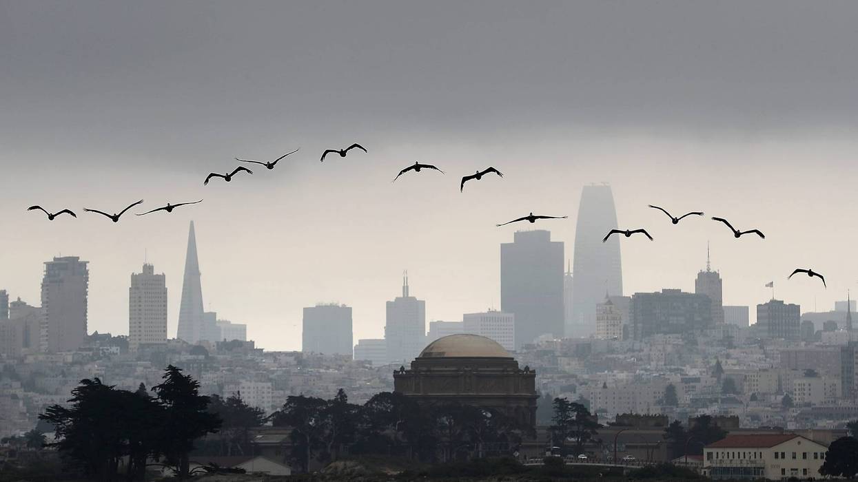 Brown pelicans fly in front of the San Francisco skyline on August 17, 2018 in San Francisco, California.
