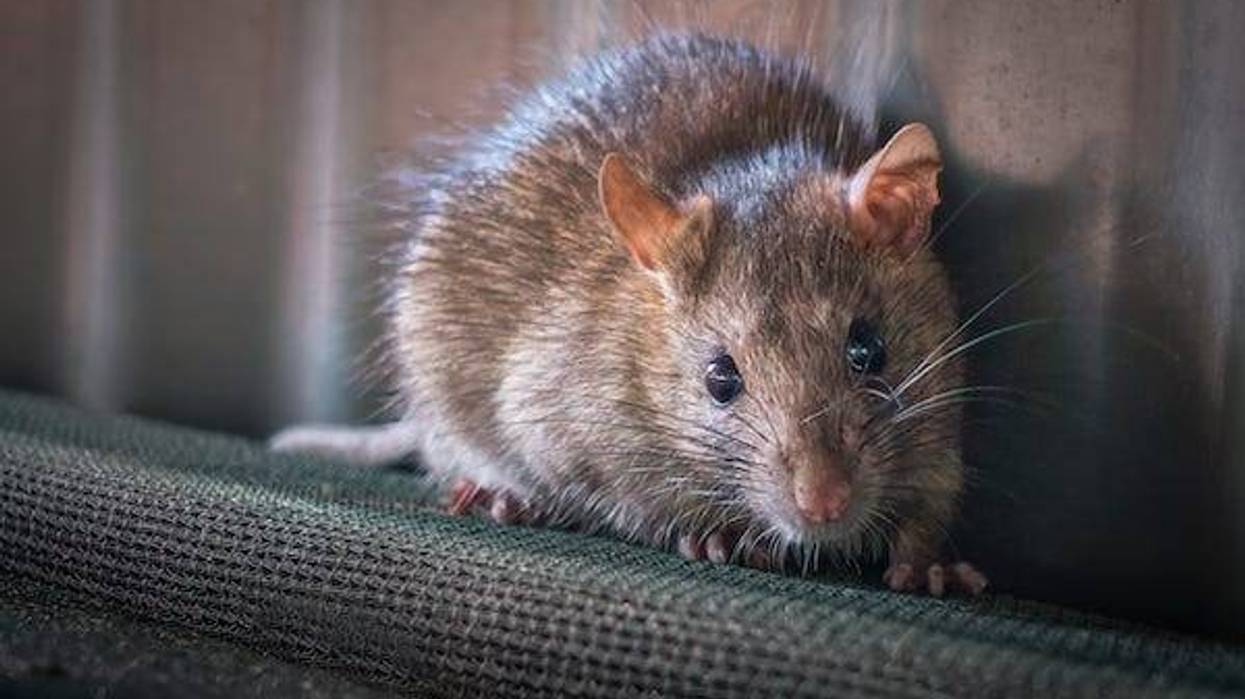 Brown rat staring at the camera