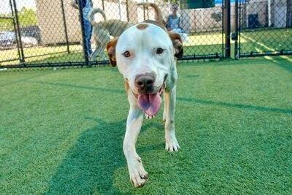Bruce #A1145482